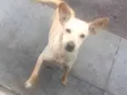 Pérola