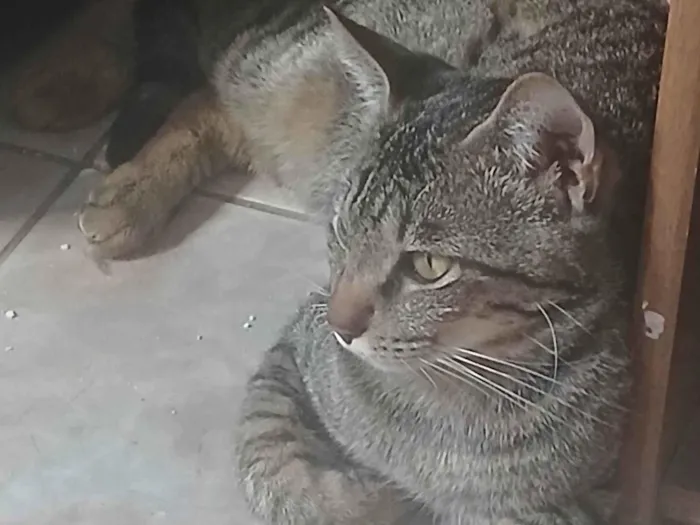 Gato ra a SRD-ViraLata idade 2 a 6 meses nome Neutro