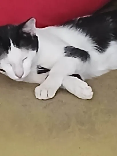 Gato raça SRD-ViraLata idade Abaixo de 2 meses nome Asteróde