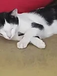 Asteróde