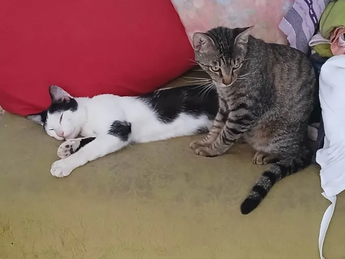 Gato ra a SRD-ViraLata idade Abaixo de 2 meses nome Asteróde
