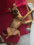 Bela