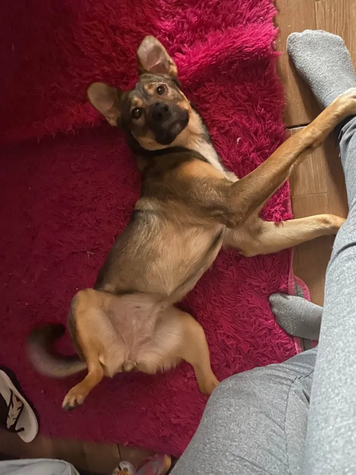 Cachorro ra a SRD-ViraLata idade 2 anos nome Bela