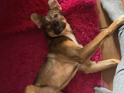 Cachorro raça SRD-ViraLata idade 2 anos nome Bela