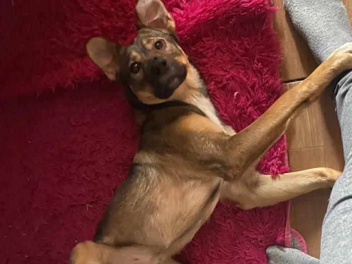 Cachorro ra a SRD-ViraLata idade 2 anos nome Bela