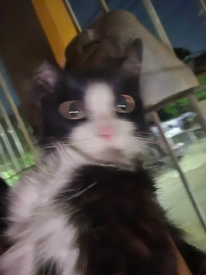 Gato ra a Angorá idade 5 anos nome Laryssa Vitória 