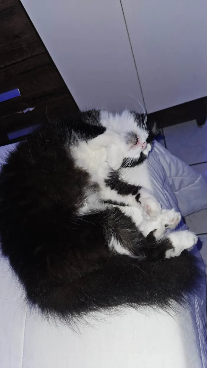Gato ra a Angorá idade 5 anos nome Laryssa Vitória 