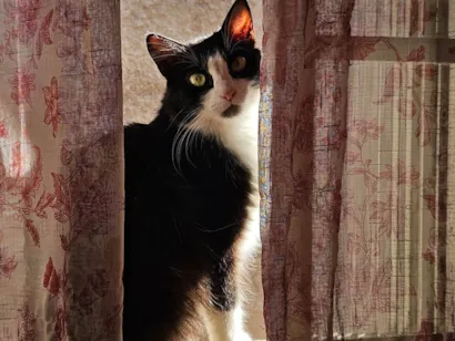 Gato raça Angorá idade 5 anos nome Laryssa Vitória 