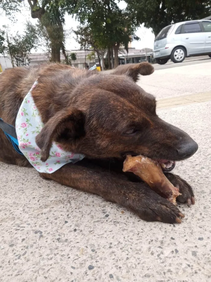 Cachorro ra a SRD-ViraLata idade 3 anos nome Tigresa