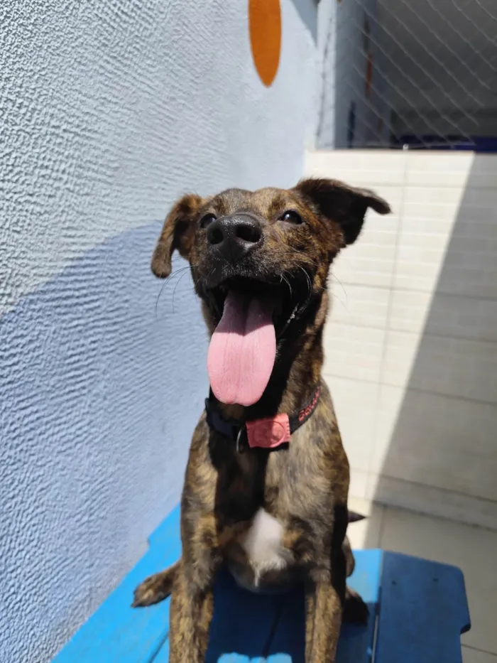 Cachorro ra a SRD-ViraLata idade 3 anos nome Tigresa