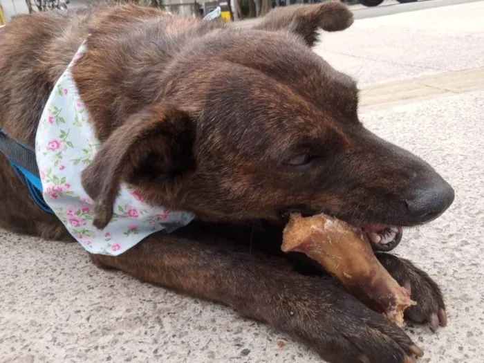 Cachorro ra a SRD-ViraLata idade 3 anos nome Tigresa