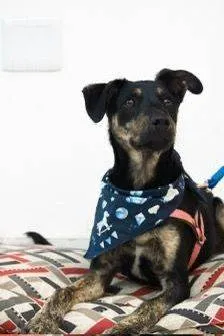 Cachorro ra a SRD-ViraLata idade Abaixo de 2 meses nome Gabriel
