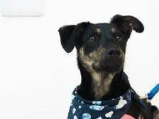 Cachorro ra a SRD-ViraLata idade Abaixo de 2 meses nome Gabriel