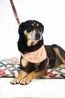 Cachorro ra a SRD-ViraLata idade 4 anos nome Charlotte