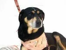 Cachorro ra a SRD-ViraLata idade 4 anos nome Charlotte