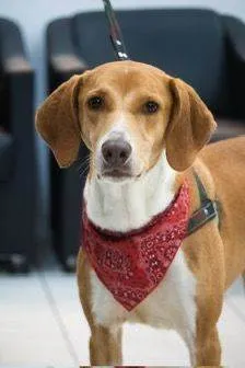 Cachorro ra a SRD-ViraLata idade 3 anos nome Joe