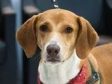 Cachorro raça SRD-ViraLata idade 3 anos nome Joe