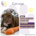 Cerveja