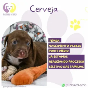 Cachorro raça SRD-ViraLata idade Abaixo de 2 meses nome Cerveja