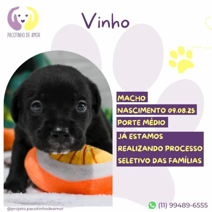 Cachorro ra a SRD-ViraLata idade Abaixo de 2 meses nome Vinho