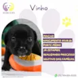 Vinho