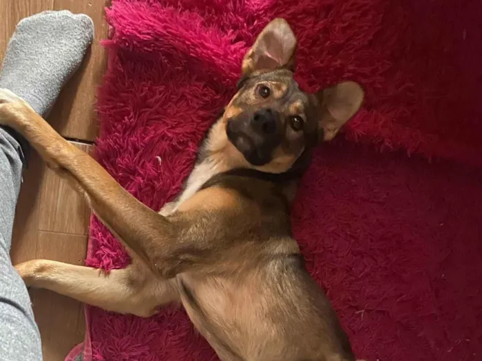 Cachorro ra a SRD-ViraLata idade 2 anos nome Bela