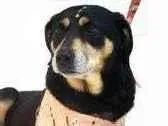 Cachorro raça SRD-ViraLata idade 4 anos nome Charlotte