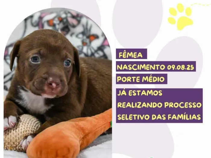 Cachorro ra a SRD-ViraLata idade Abaixo de 2 meses nome Cerveja