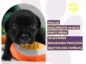 Cachorro raça SRD-ViraLata idade Abaixo de 2 meses nome Vinho
