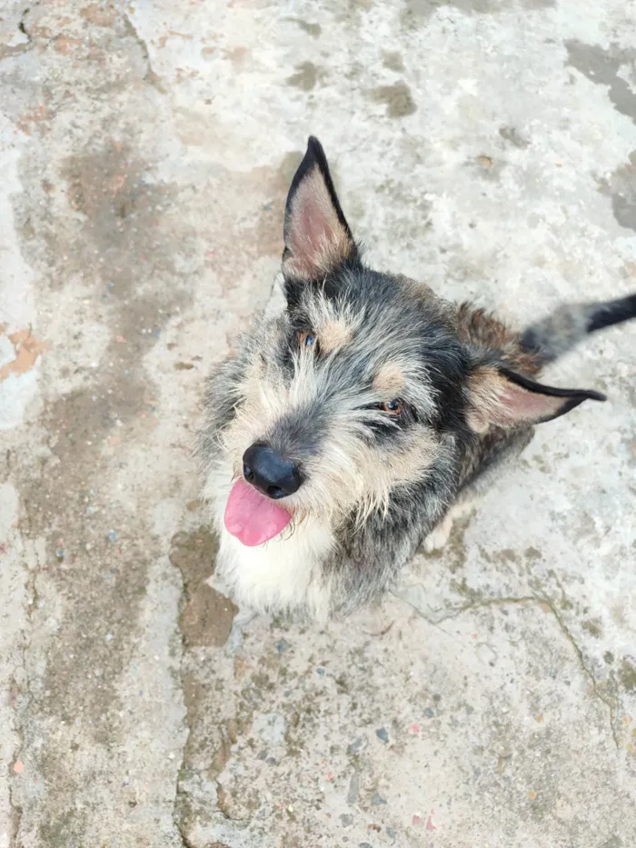 Cachorro ra a SRD-ViraLata idade 7 a 11 meses nome Toddy