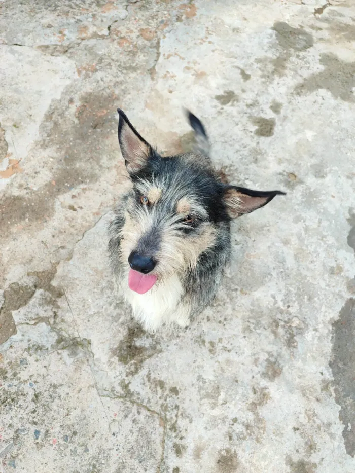 Cachorro ra a SRD-ViraLata idade 7 a 11 meses nome Toddy