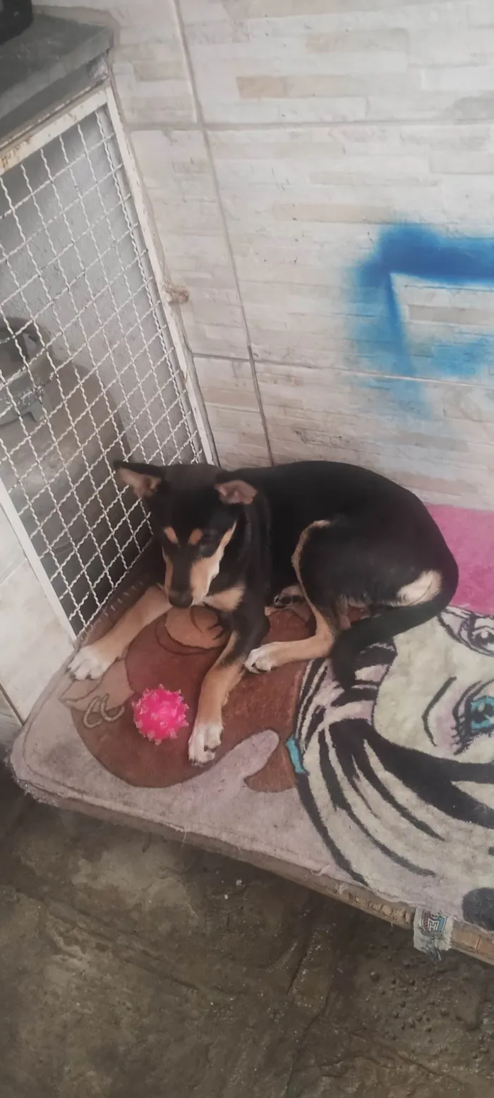 Cachorro raça SRD-ViraLata idade 7 a 11 meses nome Lucy 