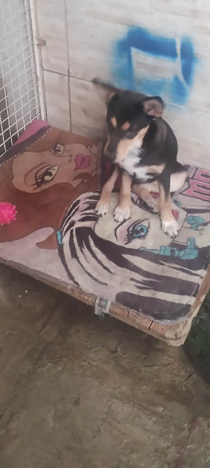 Cachorro raça SRD-ViraLata idade 7 a 11 meses nome Lucy 