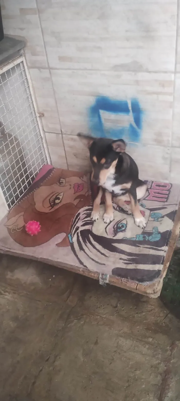 Cachorro raça SRD-ViraLata idade 7 a 11 meses nome Lucy 