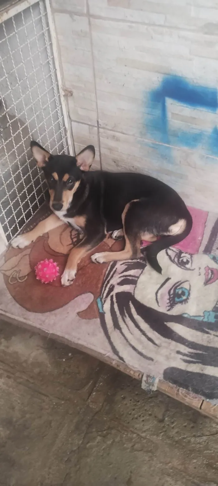 Cachorro raça SRD-ViraLata idade 7 a 11 meses nome Lucy 