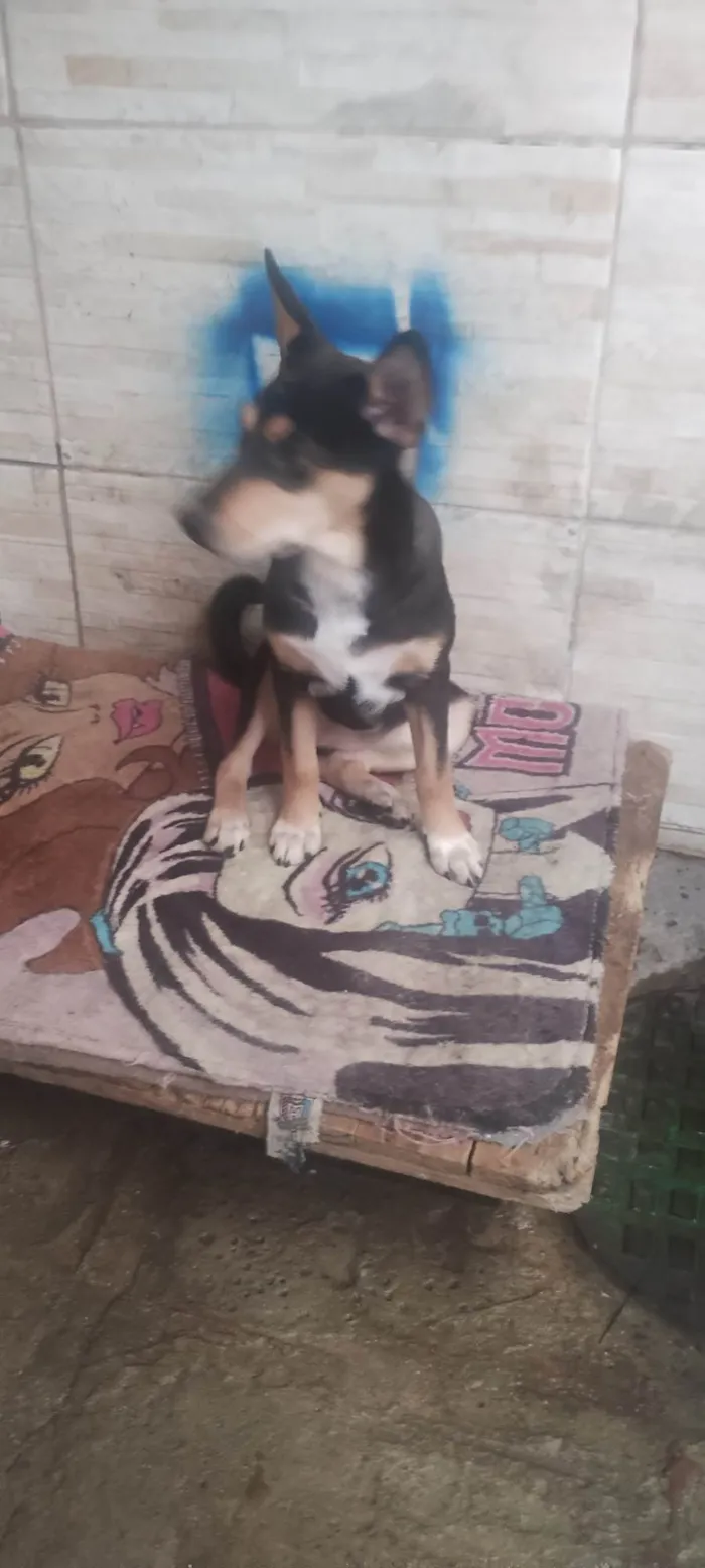 Cachorro raça SRD-ViraLata idade 7 a 11 meses nome Lucy 