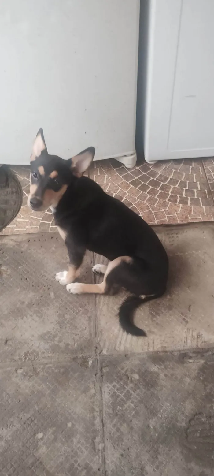 Cachorro raça SRD-ViraLata idade 7 a 11 meses nome Lucy 