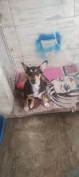 Cachorro raça SRD-ViraLata idade 7 a 11 meses nome Lucy 