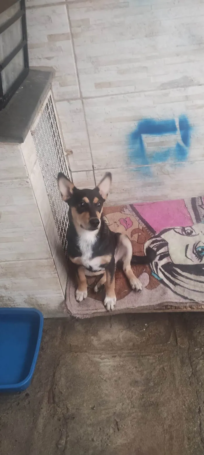 Cachorro raça SRD-ViraLata idade 7 a 11 meses nome Lucy 