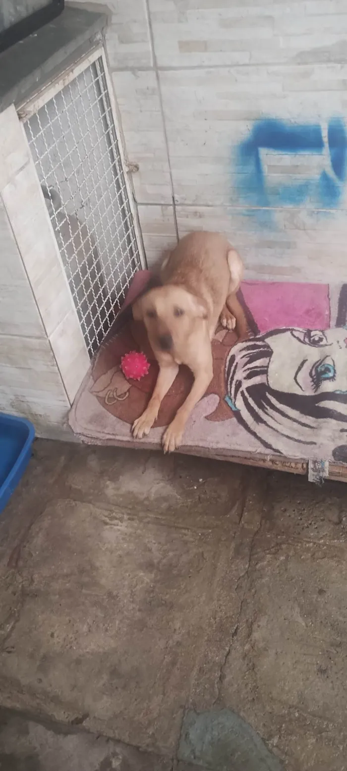 Cachorro raça SRD-ViraLata idade 1 ano nome Maya