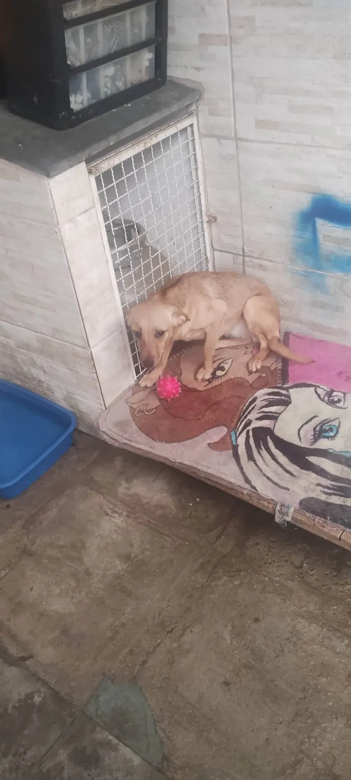 Cachorro raça SRD-ViraLata idade 1 ano nome Maya