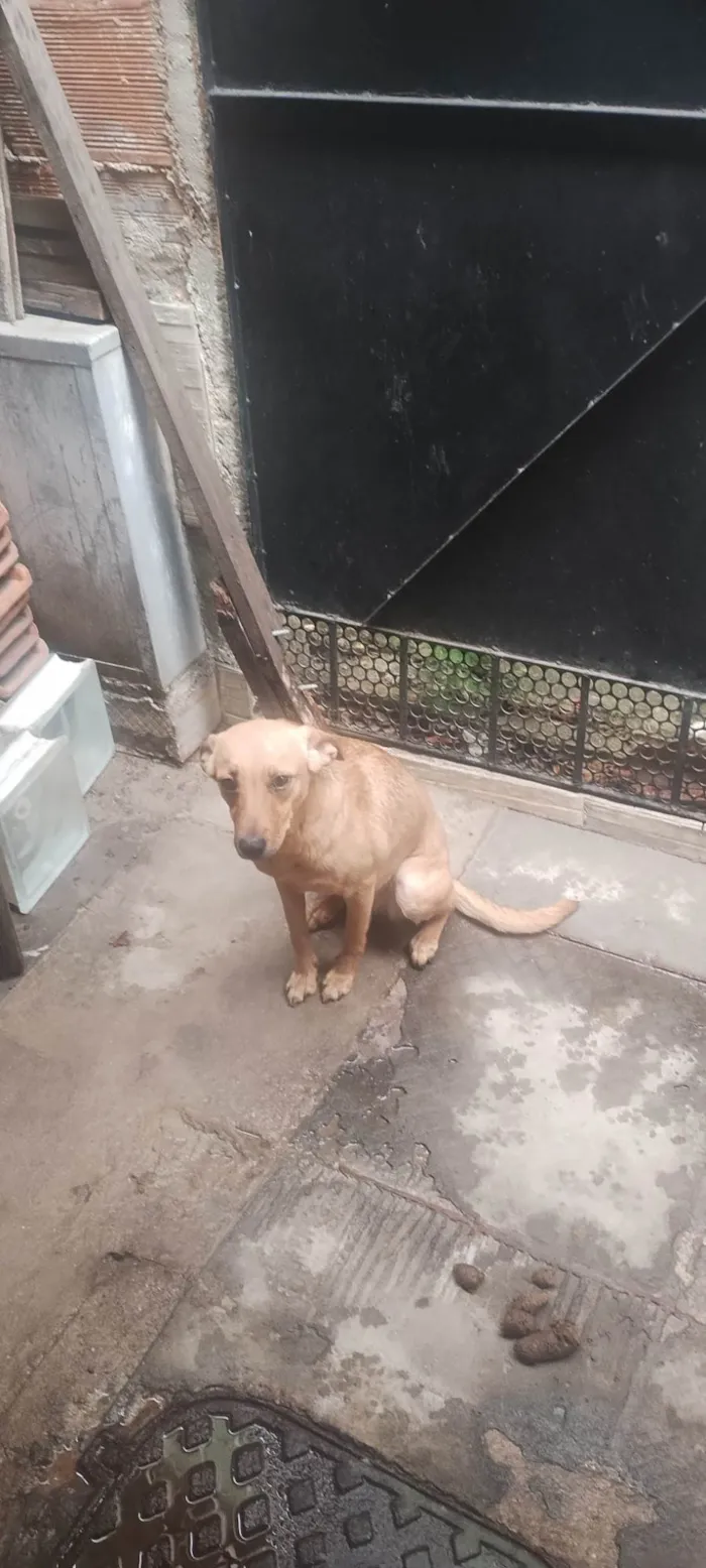 Cachorro raça SRD-ViraLata idade 1 ano nome Maya
