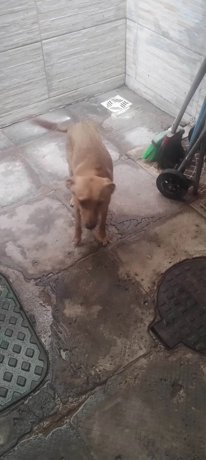 Cachorro raça SRD-ViraLata idade 1 ano nome Maya