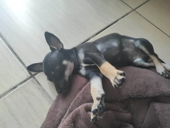 Cachorro ra a SRD-ViraLata idade 2 a 6 meses nome Ainda sem nome 
