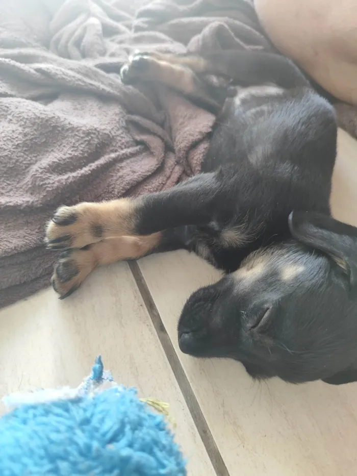 Cachorro ra a SRD-ViraLata idade 2 a 6 meses nome Ainda sem nome 