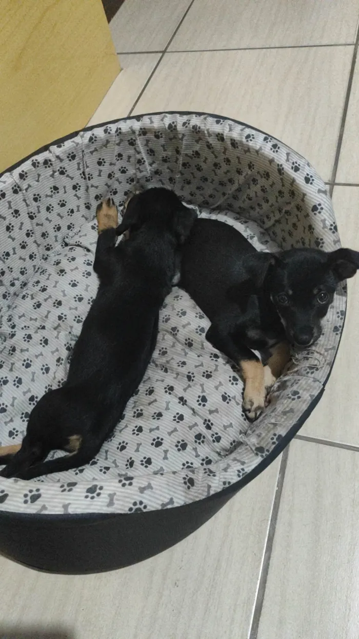 Cachorro ra a SRD-ViraLata idade 2 a 6 meses nome Ainda sem nome 
