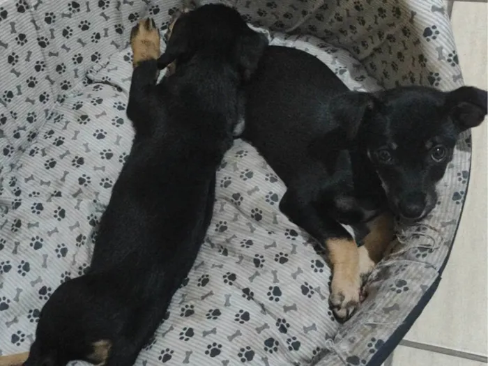 Cachorro ra a SRD-ViraLata idade 2 a 6 meses nome Ainda sem nome 
