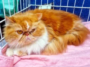 Gato raça Persa idade 3 anos nome MARIETA PERSA