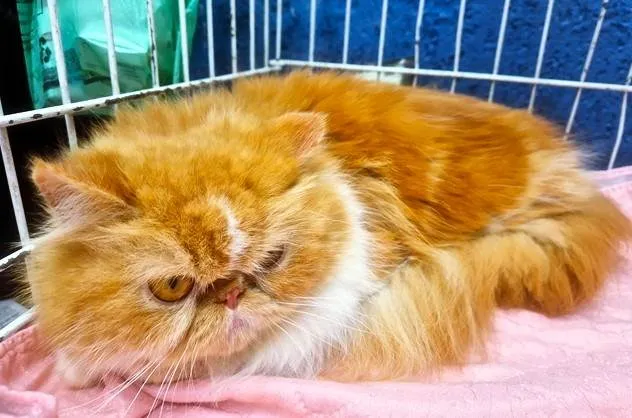 Gato ra a Persa idade 3 anos nome MARIETA PERSA