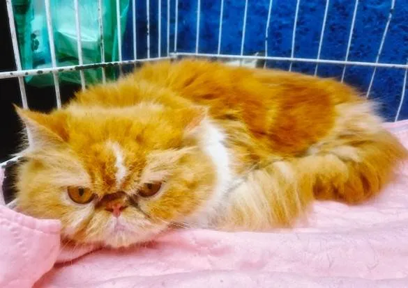 Gato ra a Persa idade 3 anos nome MARIETA PERSA